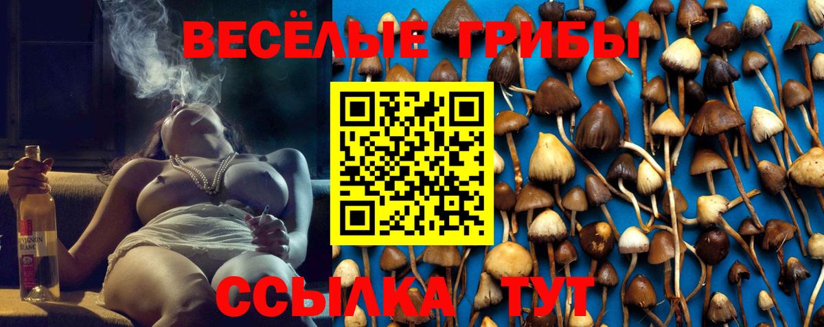 Галлюциногенные грибы Psilocybine cubensis Сегежа